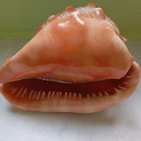 conchiglia da collezione