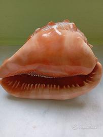 conchiglia da collezione