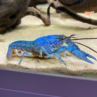 Procambarus Alleni (gambero blu della Florida)