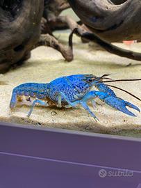Procambarus Alleni (gambero blu della Florida)