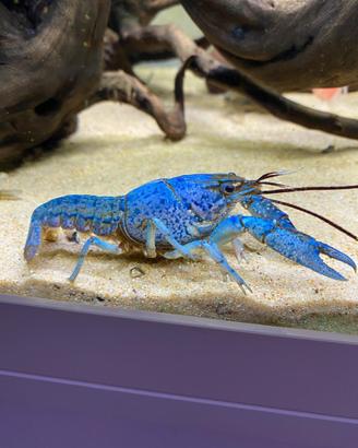 Procambarus Alleni (gambero blu della Florida)