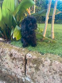 Maltipoo cucciolo