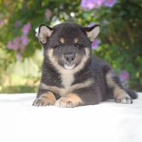 Cucciolina femmina di Shiba Inu nero focato