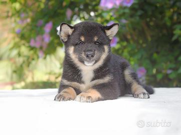 Cucciolina femmina di Shiba Inu nero focato