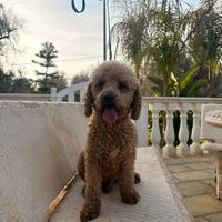 Barboncini maschio e femmina