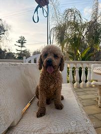 Barboncini maschio e femmina