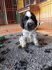 Cuccioli di cocker spaniel inglese