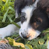 Lola cucciola in adozione