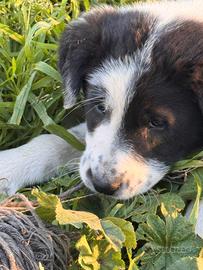 Lola cucciola in adozione