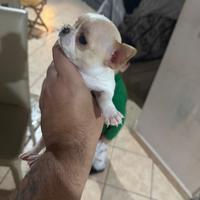 Chihuahua