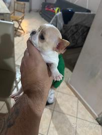Chihuahua