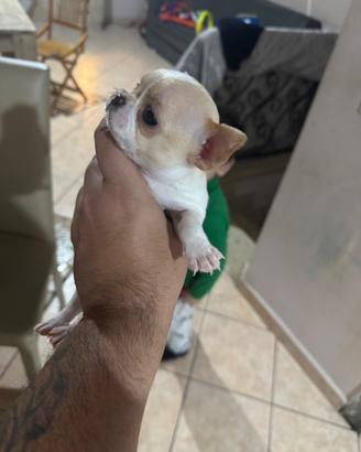 Chihuahua