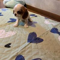 Maschietto Cavalier King con Pedigree ENCI