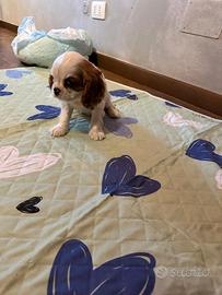 Maschietto Cavalier King con Pedigree ENCI