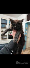 Maine Coon kitten