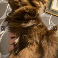 Stalloncino chihuahua