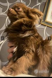 Stalloncino chihuahua