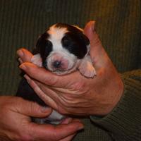 Cucciole di pastore australiano