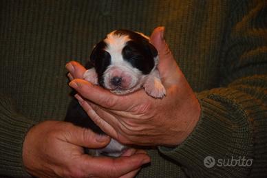 Cucciole di pastore australiano