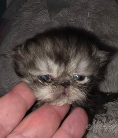 Gatti cuccioli persiani