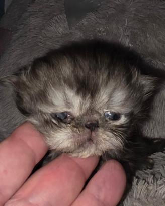 Gatti cuccioli persiani