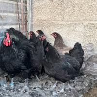 Gallo e galline
