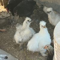Pulcinotti marans e moroseta