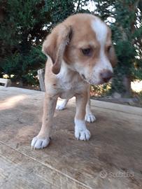 cucciolo 2 mesi maschio