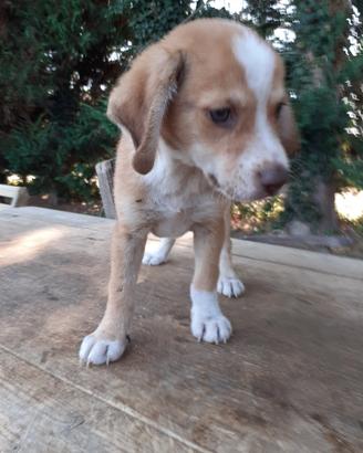 cucciolo 2 mesi maschio