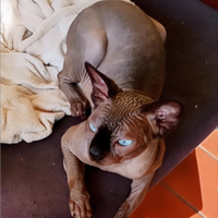 Stallone Canadian Sphynx Pedigree x Accoppiamento