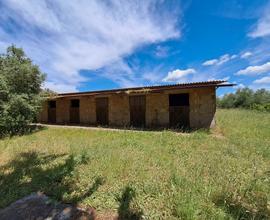 Casale in campagna con oliveto Suvereto