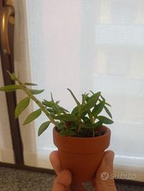 Dendrobium loddigesi 