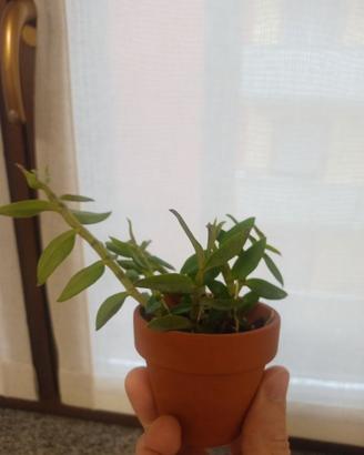 Dendrobium loddigesi 