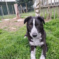 Emilio cucciolone di 9 mesi a ferrara