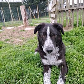 Emilio cucciolone di 9 mesi a ferrara