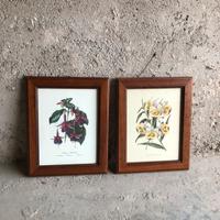 Coppia di quadri scienza botanica