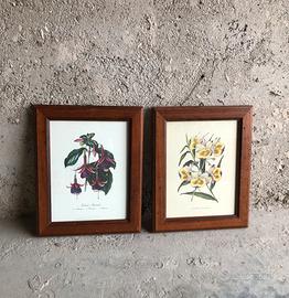 Coppia di quadri scienza botanica