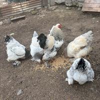 Brahama materiale da cova