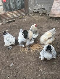 Brahama materiale da cova