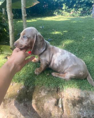 Maschietti di bassotto nano