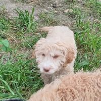 Lagotto romagnolo