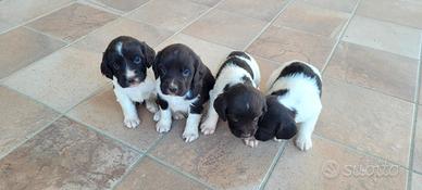 Springer spaniel inglese