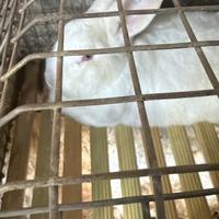 Conigli nuova zelanda puri