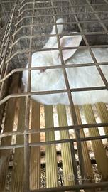 Conigli nuova zelanda puri