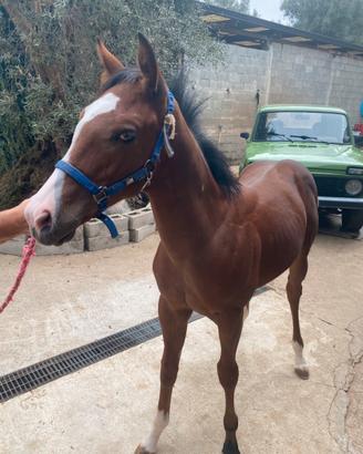 Cavallo appendix