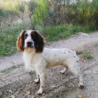 Springer spaniel per accoppiamento