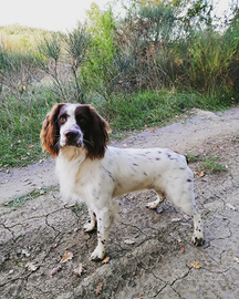 Springer spaniel per accoppiamento