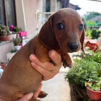 Cuccioli bassotto tedesco nano