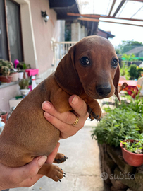 Cuccioli bassotto tedesco nano