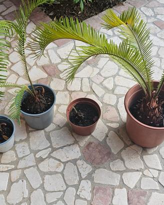 Piante di Cycas